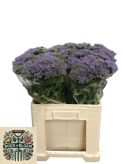 <h4>TRACH BL LAKE FOREST</h4>