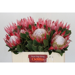 Protea Cyn. Claire