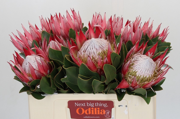 <h4>Protea Cyn. Claire</h4>