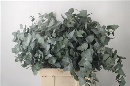 <h4>Euca Cinerea S A Per Bunch 300gr</h4>