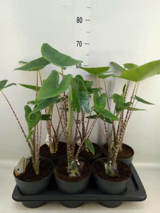 <h4>Alocasia zebrina</h4>