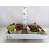 Arr.  Sempervivum L%