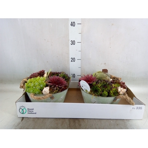 Arr.  Sempervivum L%