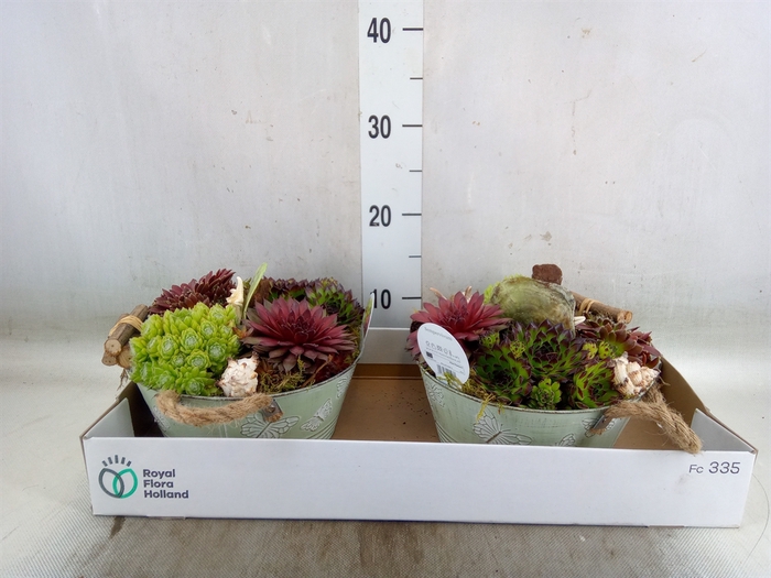 <h4>Arr.  Sempervivum L%</h4>
