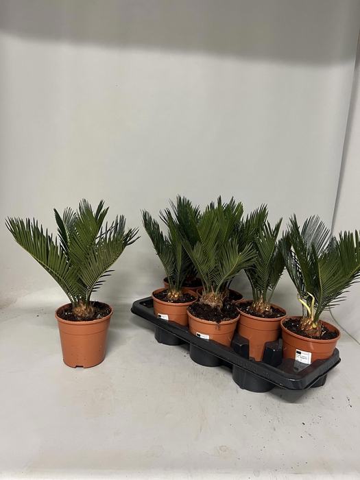 <h4>CYCAS REVOLUTA</h4>