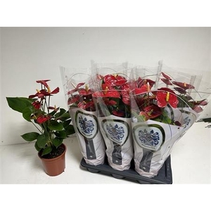 Anthurium (Andreanum Grp) Jambo Red