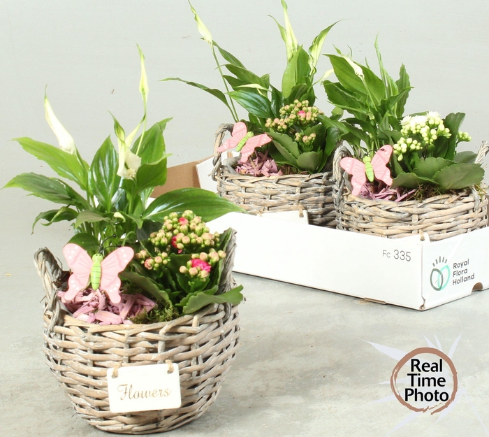 <h4>ARR KAMERPL</h4>