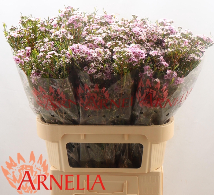 <h4>Chamelaucium giselle</h4>