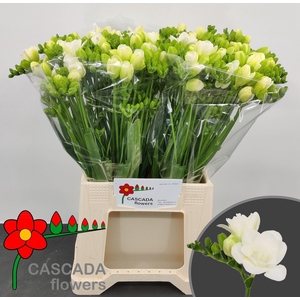Freesia du Vivre