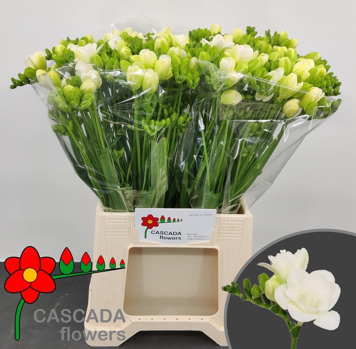 <h4>Freesia du Vivre</h4>