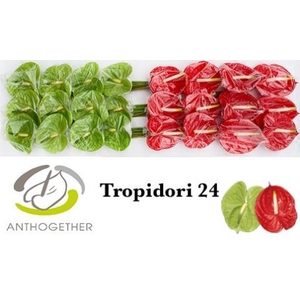 Anthurium Tropidori