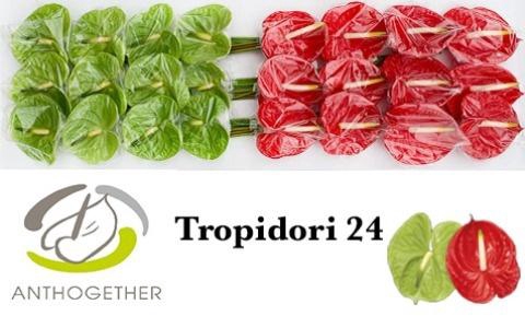 <h4>Anthurium Tropidori</h4>