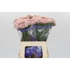 Ozothamnus Cooks Pink