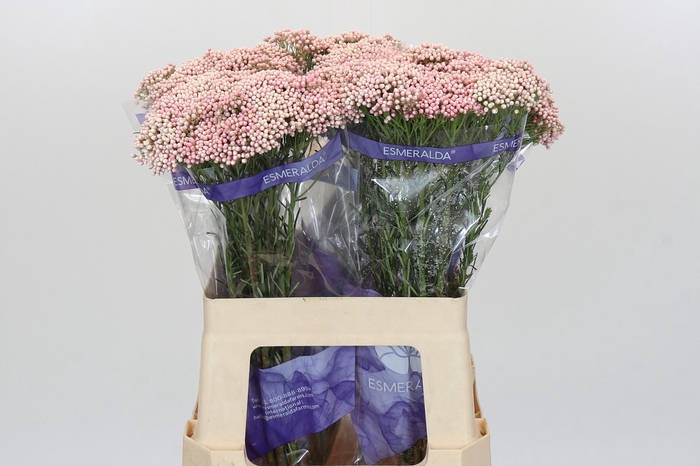 <h4>Ozothamnus Cooks Pink</h4>