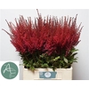 Astilbe Paul Gaarder