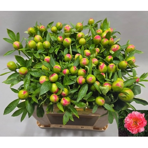 PAEO HH PINK HAWAI C