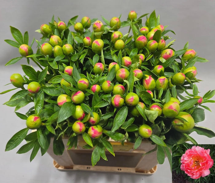 <h4>PAEO HH PINK HAWAI C</h4>