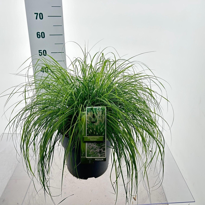 Pennisetum alopecuroides Hameln