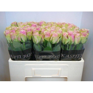 R Gr Belle Rose
