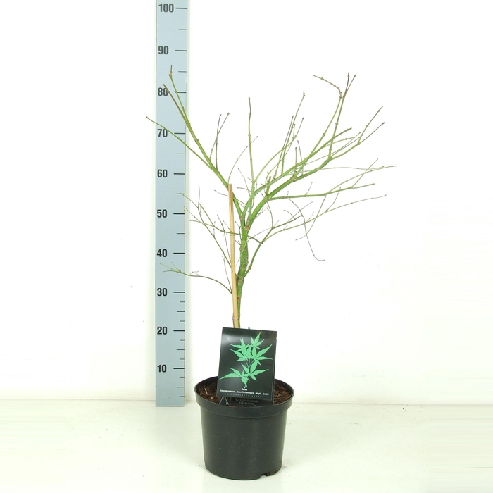 <h4>Acer palmatum 'Dissectum' P23</h4>