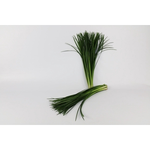 Lily grass