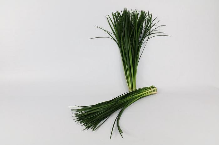 <h4>Lily grass</h4>