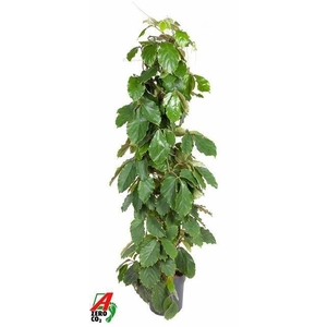 TETRASTIGMA VOINIERI