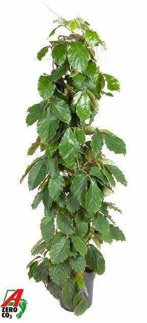 <h4>TETRASTIGMA VOINIERI</h4>