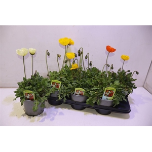 Papa Nud Gartenzwerg