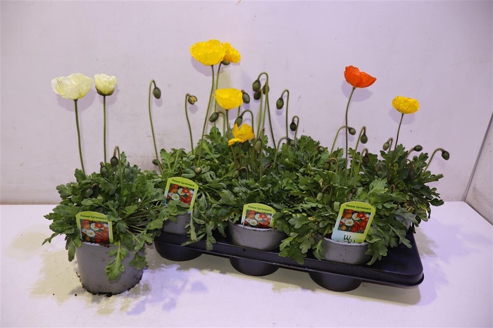 <h4>arr8 Papa Nud Gartenzwerg</h4>