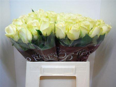 <h4>R Gr Snowstorm+</h4>