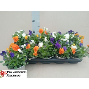 VIOLA CORNUTA TW TRIO