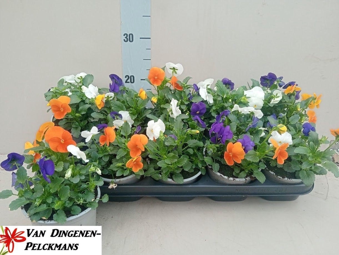 <h4>VIOLA CORNUTA TW TRIO</h4>