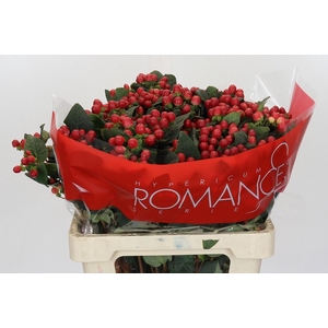 Hyp True Rom Spray 60cm