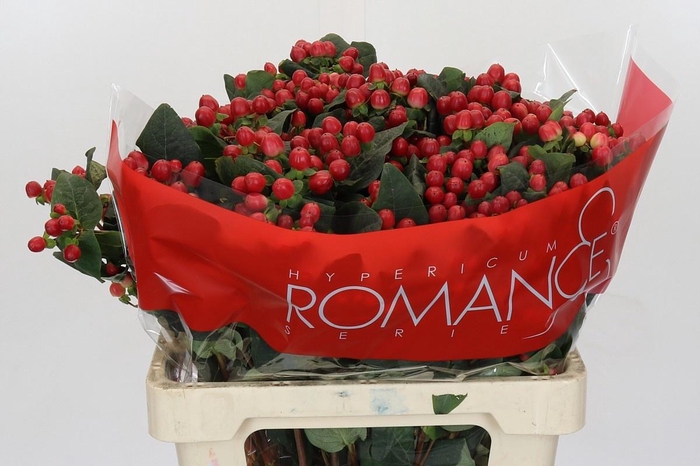 <h4>Hyp True Rom Spray 60cm</h4>