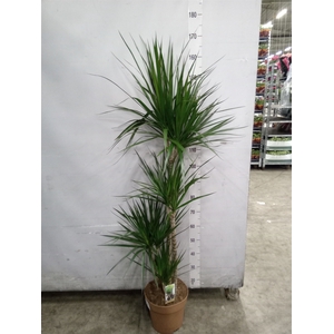 Dracaena marg.