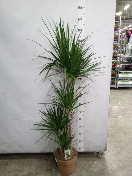 <h4>Dracaena marg.</h4>