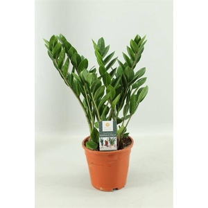 ZAMIOCULCAS P17 5+