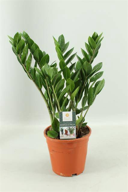 <h4>ZAMIOCULCAS P17 5+</h4>