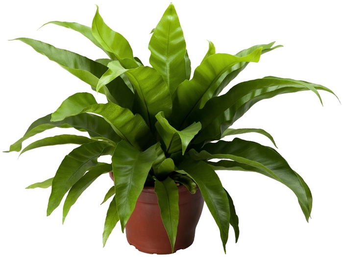 <h4>ASPLENIUM OSAKA LISO P14</h4>