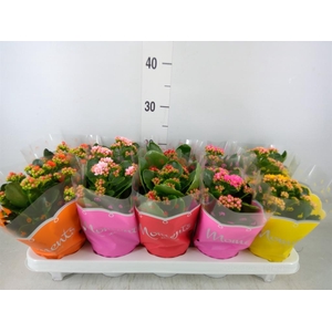 Kalanchoe blos.   ..rosebud mix  5