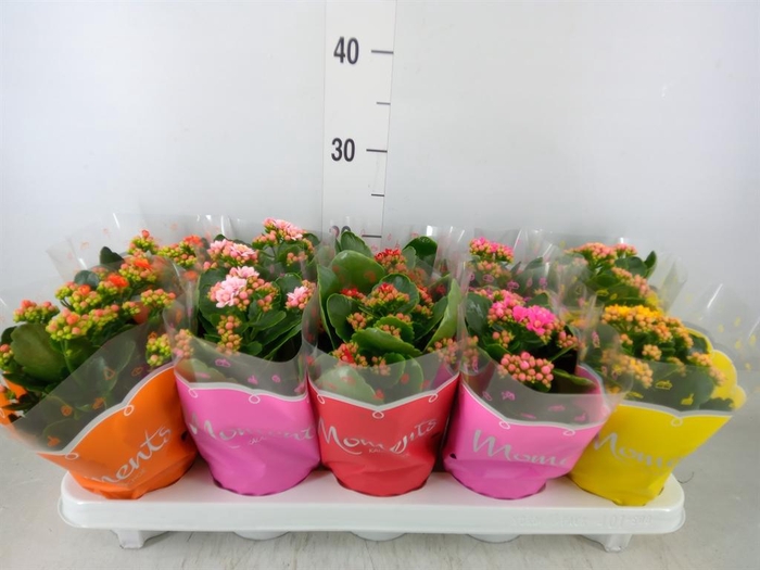 <h4>Kalanchoe blos.   ..rosebud mix  5</h4>