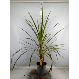 Cordyline austr. 'Variegata'