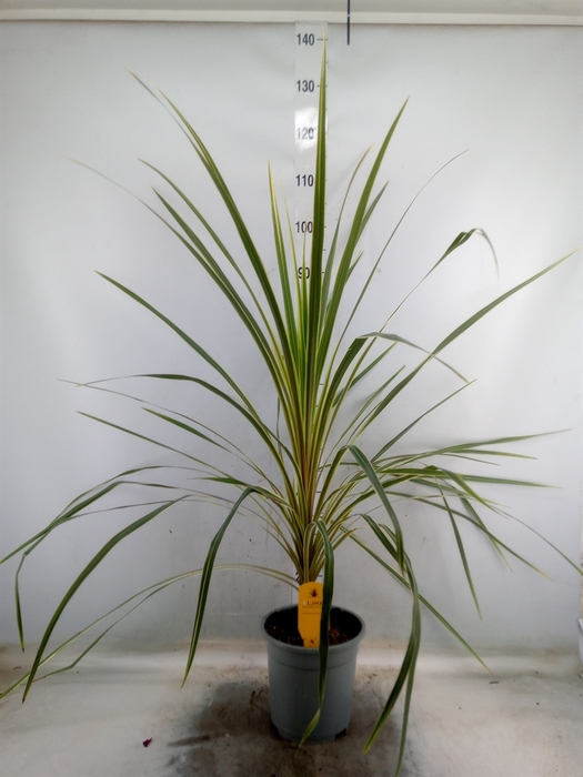 <h4>Cordyline austr. 'Variegata'</h4>