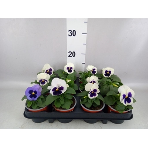 Viola wr. 'Colossus White wBlotch'