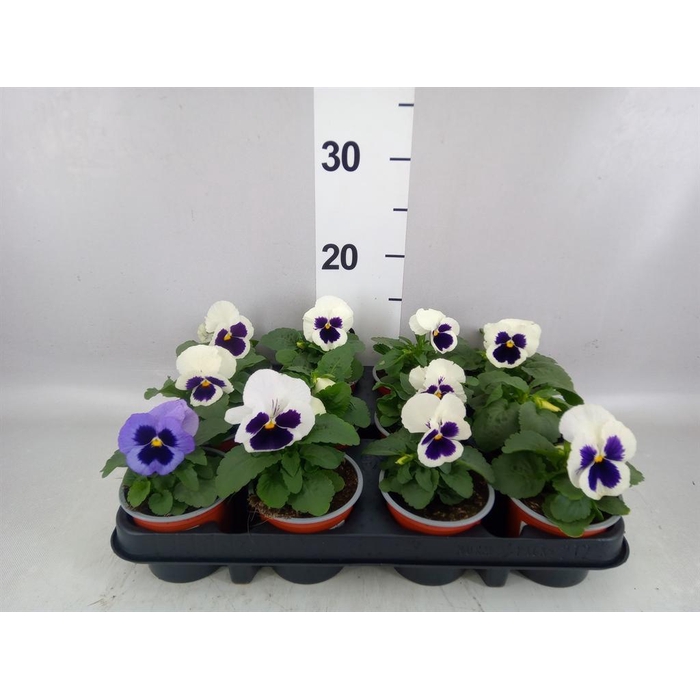<h4>Viola wr. 'Colossus White wBlotch'</h4>