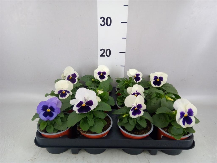 Viola wr. 'Colossus White wBlotch'