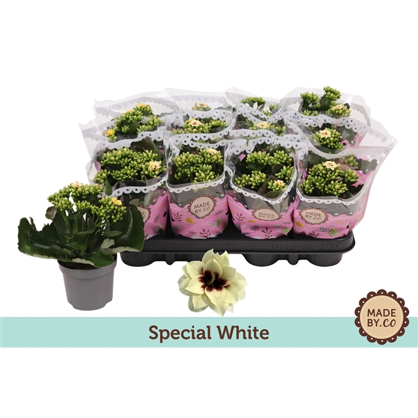 <h4>Kalanchoë Special Special White</h4>