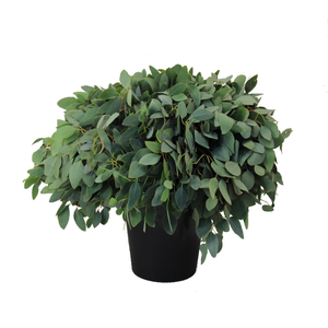 EUC. POPULUS 300GR DV