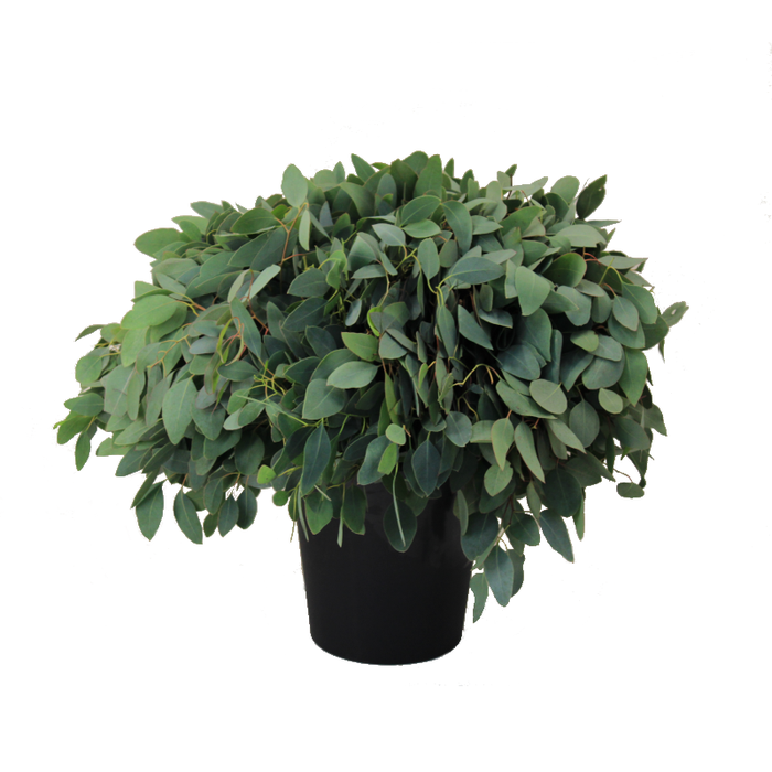 EUC. POPULUS 300GR DV